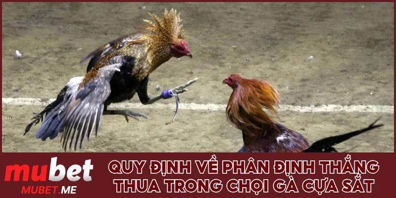 Quy định về phân định thắng thua trong chọi gà cựa sắt