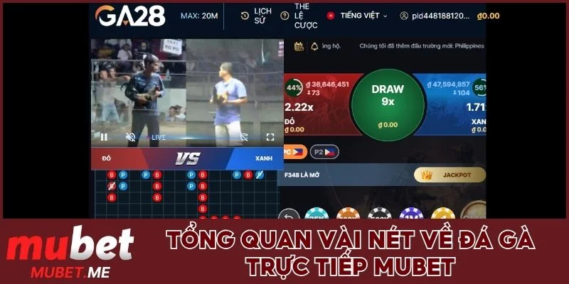 Tổng quan vài nét về đá gà trực tiếp MUBET